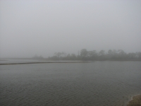 Foggy Morning at Shell Mound